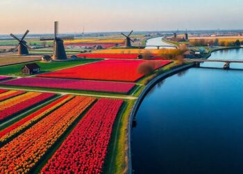 Vues aériennes des paysages néerlandais avec des champs de tulipes.