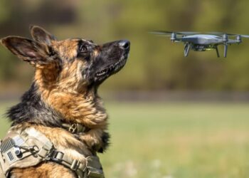Chien guidé par drone militaire