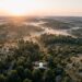 Vue aérienne d’une forêt de pins méditerranéens à l’aube, un petit drone blanc en vol au premier plan