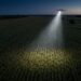 Drone muni d'un projecteur survolant un champ de maïs au crépuscule pendant une recherche (illustration)